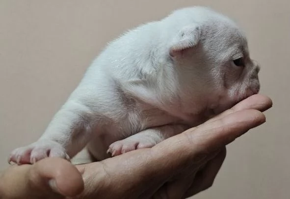 Bouledogue francese esotico | Foto 0