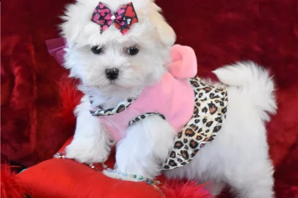 cuccioli di maltese mini toy