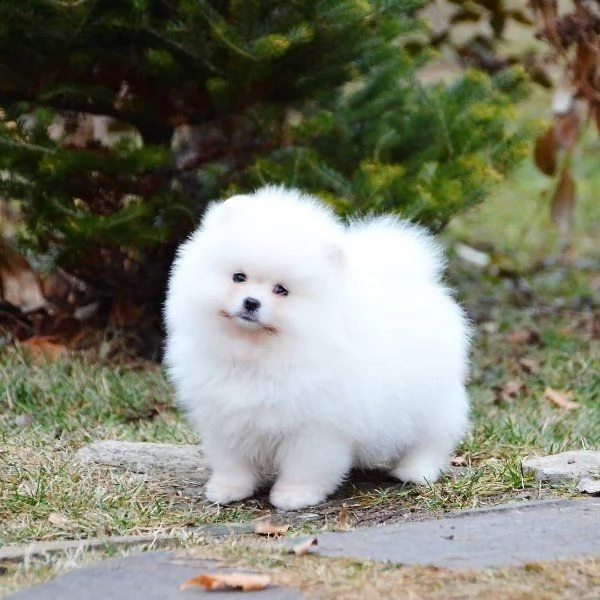 cuccioli cucciolo mini mini di pomerania toy maschio e femmina 3 | Foto 0