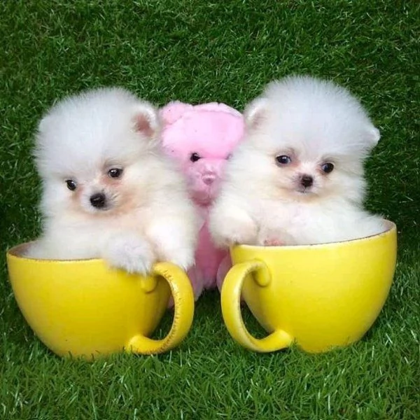 cuccioli cucciolo mini mini di pomerania toy maschio e femmina 3