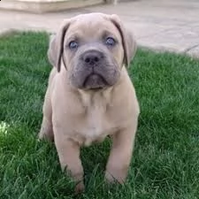 adorabili cuccioli di cane corso femminucce e maschietti disponibili per ladozione cuccioli sono va