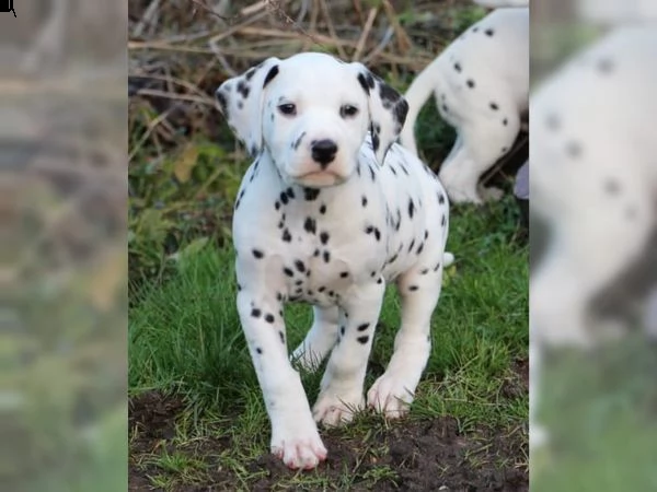 fantastico cuccioli di dalmata alla ricerca di una famiglia amorevole e premurosa