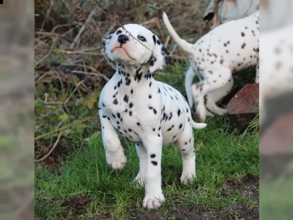 fantastico cuccioli di dalmata alla ricerca di una famiglia amorevole e premurosa | Foto 2