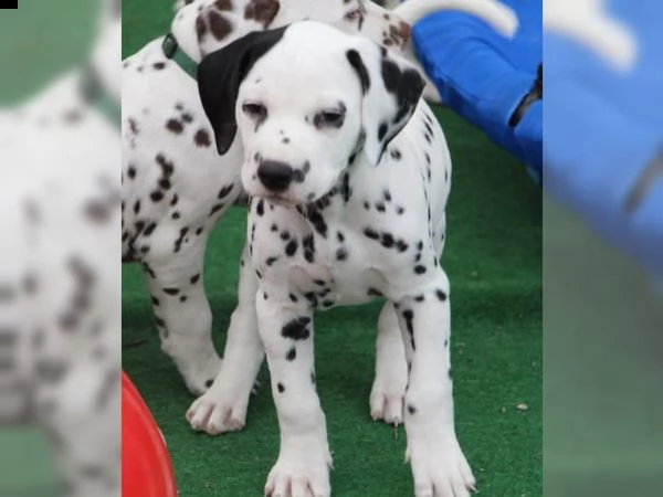 fantastico cuccioli di dalmata alla ricerca di una famiglia amorevole e premurosa | Foto 1