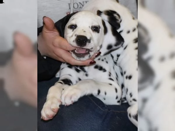 fantastico cuccioli di dalmata alla ricerca di una famiglia amorevole e premurosa | Foto 0