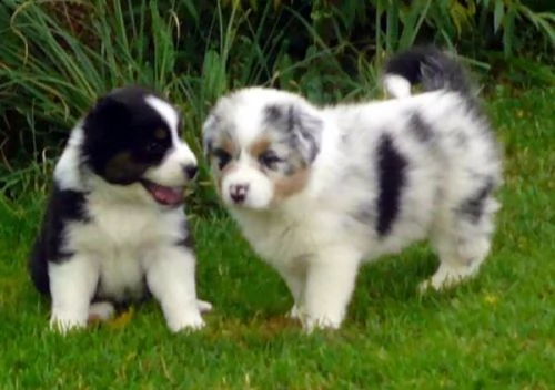 adorabili cuccioli di australiano pastore femminucce e maschietti disponibili per ladozione gratuit