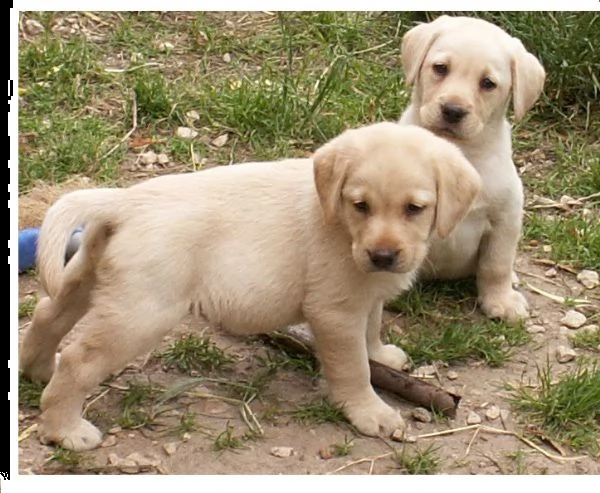 adorabili cuccioli di golden retriever 