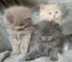 adorabili cuccioli di british shorthair femminucce e maschietti disponibili per ladozione gratuita  | Foto 0