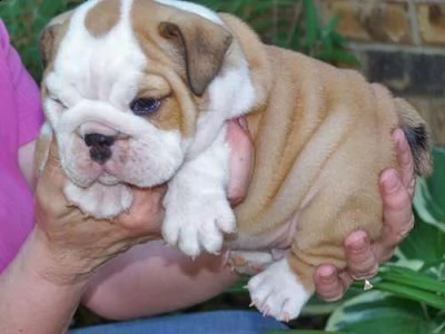 Regalo Bulldog Da Volontario A Bolzano Bulldog Inglese Cuccioli Per Adozione