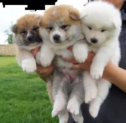 adorabili cuccioli di akitainu