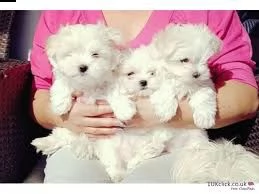 012 disponibile magnifico cucciolo maltese di pura tazza da t