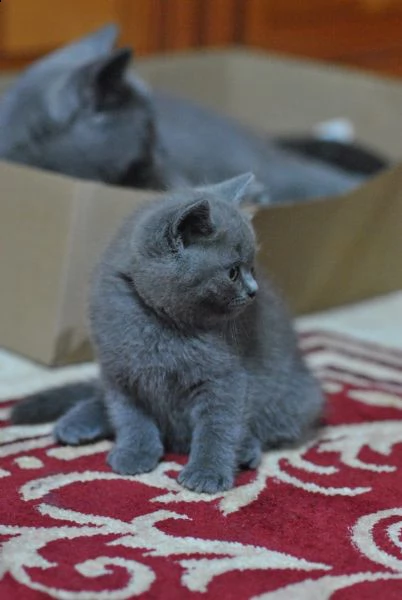 british shorthair cuccioli blu nati in casa | Foto 0