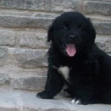 adorabili cuccioli di terranova femminucce e maschietti disponibili per ladozione gratuita i cuccio
