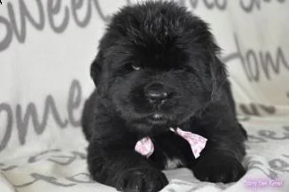 adorabili cuccioli di terranova femminucce e maschietti disponibili per ladozione gratuita i cuccio | Foto 0