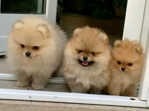 disponibili adorabili cuccioli spitz tedesco nano  pomerania linea americanarussa microchip do