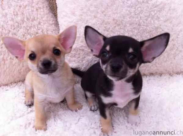 cucciolo di chihuahua messicano di 2 mesi con primo vaccino e gia sverminati per info chiamare i seg