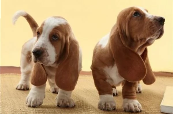 cuccioli bassethound | Foto 0