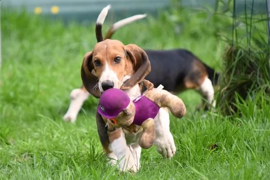 cuccioli bassethound