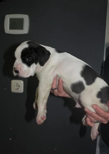 cuccioli bulldog americano 3 mesi | Foto 2