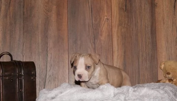 cuccioli bulldog americano 3 mesi | Foto 1
