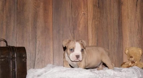 cuccioli bulldog americano 3 mesi