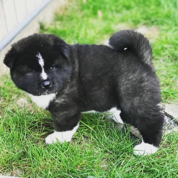 cuccioli american akita inu | Foto 2