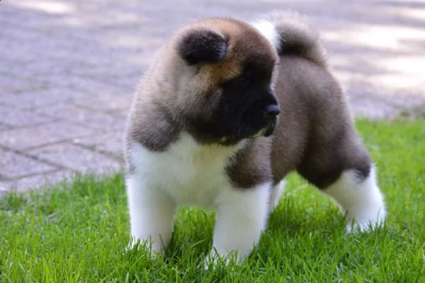cuccioli american akita inu