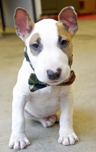 adorabili cuccioli di bull terrier femminucce e maschietti disponibili per ladozione gratuita i cuc