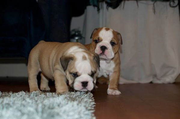bulldog inglese cuccioli per una nuova casa