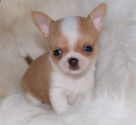 disponiamo cuccioli di chihuahua messicano di 2 mesi e mezzo bellissi