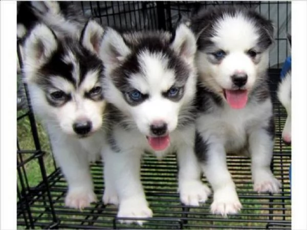 meravigliosa splendidi cuccioli di syberian husky 70 giorni