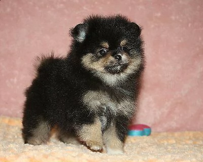 affettuosi cuccioli di spitz della pomerania mini toy tranquilli e molto 