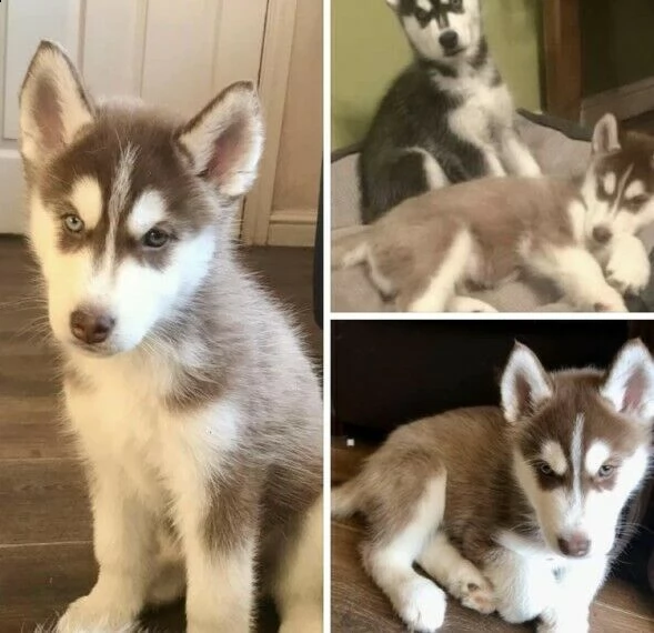 cuccioli husky siberian occhi blu manto bianco nero 
