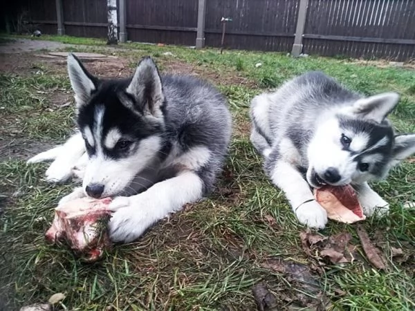 cuccioli husky siberian occhi blu manto bianco nero  | Foto 2