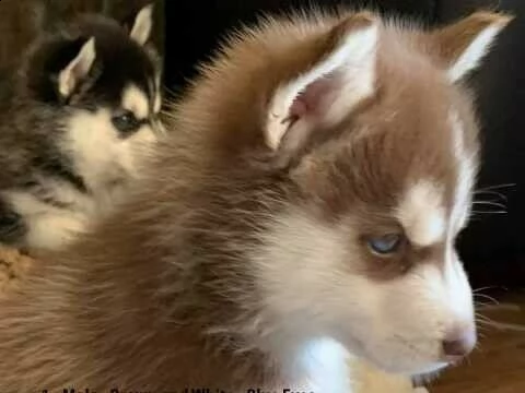 cuccioli husky siberian occhi blu manto bianco nero  | Foto 1