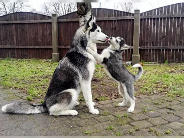 cuccioli husky siberian occhi blu manto bianco nero  | Foto 0