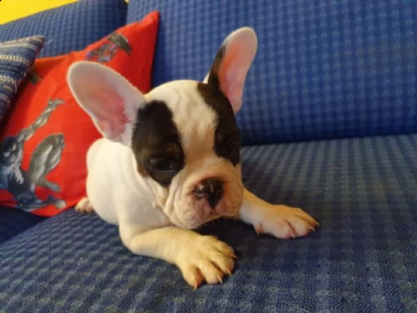 bellissimo cucciolo di 3 mesi bulldog francese black tan and pied selezionato 