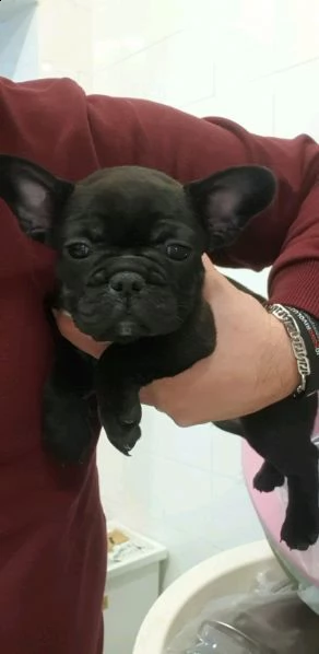 bulldog francese nero italiano maschio di giorni 60 svezzato e sverminato