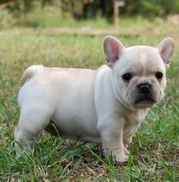 bulldog francese cuccioli | Foto 0