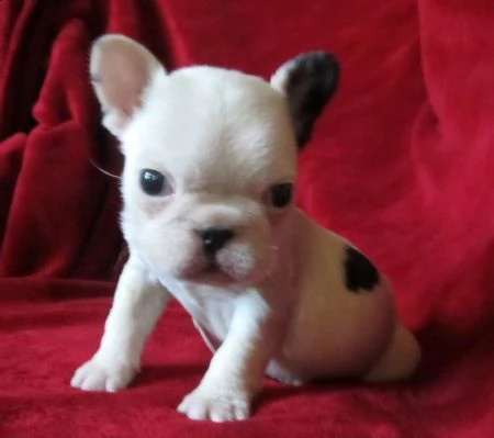 bulldog francese cuccioli