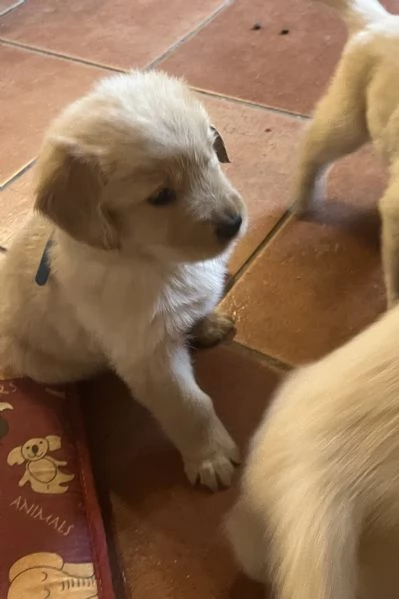 Cuccioli di Golden retriver anglo americani con pedigree | Foto 4