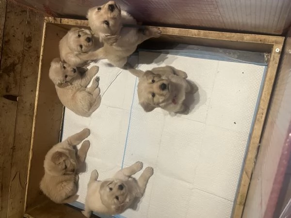 Cuccioli di Golden retriver anglo americani con pedigree | Foto 2