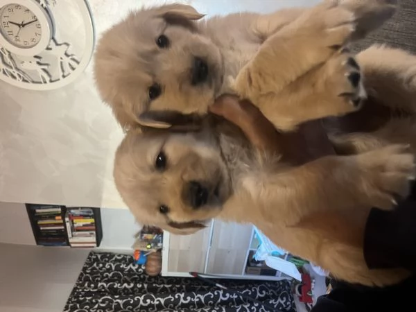 Cuccioli di Golden retriver anglo americani con pedigree