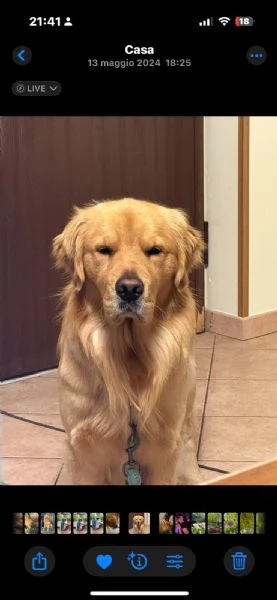 Cuccioli di Golden retriver anglo americani con pedigree | Foto 0