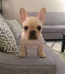  cuccioli frenchie in vendita