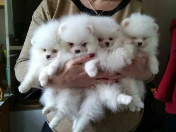 volpini di pomerania di 2 kg bianchi
