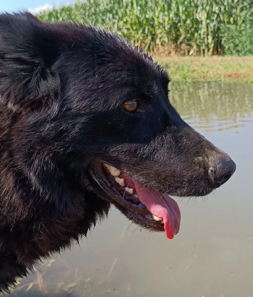 CONNOR cerca casa adozione del cuore | Foto 4