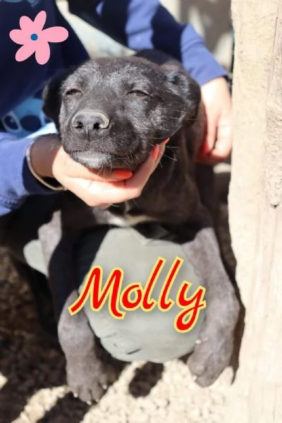 Molly nata a ottobre 2023 manto quasi tutto nero | Foto 0