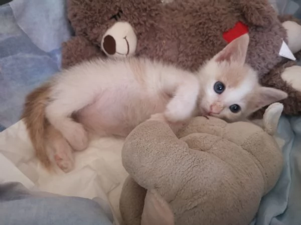 ANGY  uno splendore di micia di 25 mesi | Foto 2