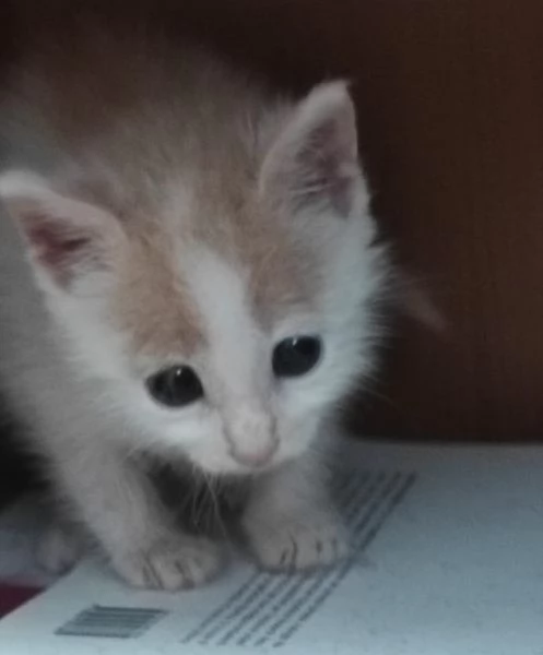 ANGY  uno splendore di micia | Foto 0